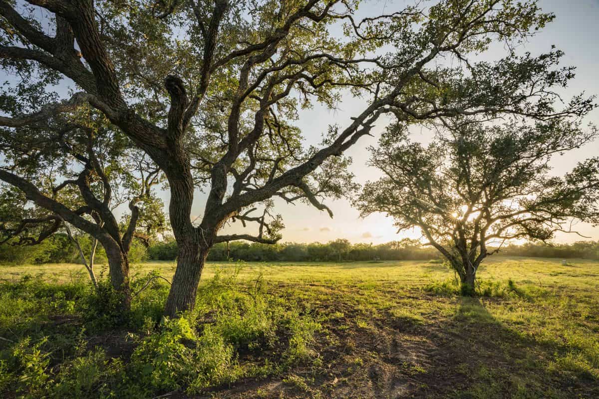 10255 Cr 113 Pettus TX 78146