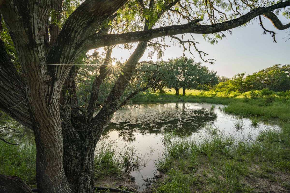 10255 Cr 113 Pettus TX 78146