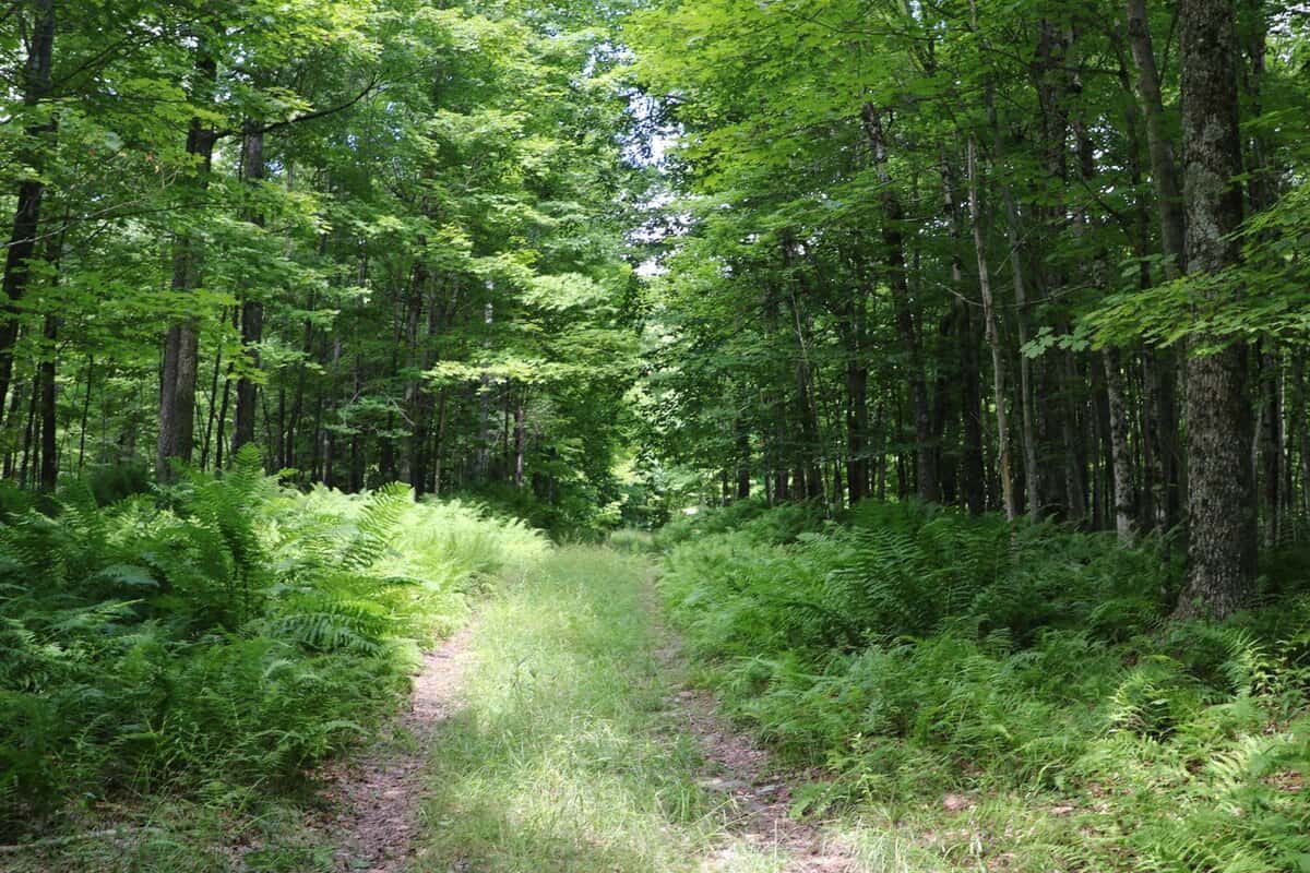 Jones Road Colton NY