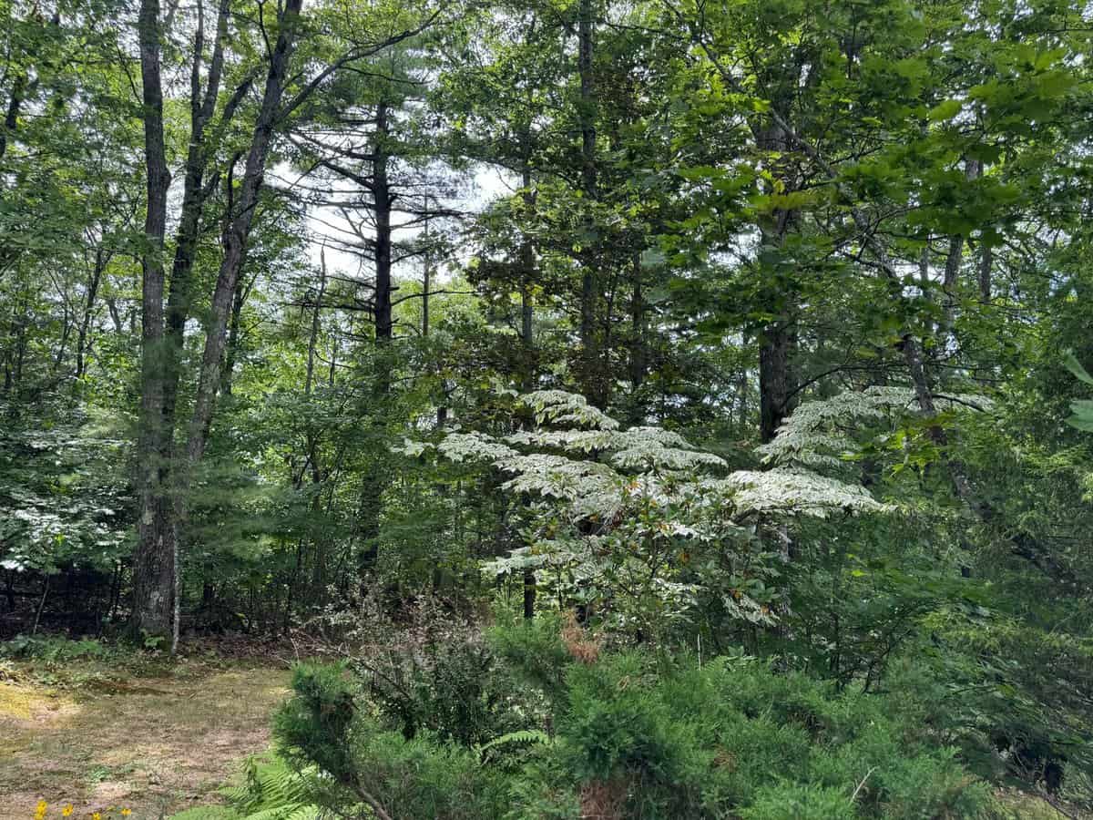 906 Shedd Hill Road Stoddard NH 03464
