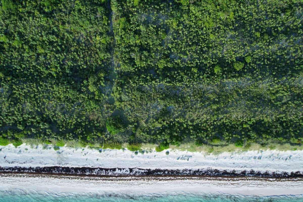 Cat Island BS