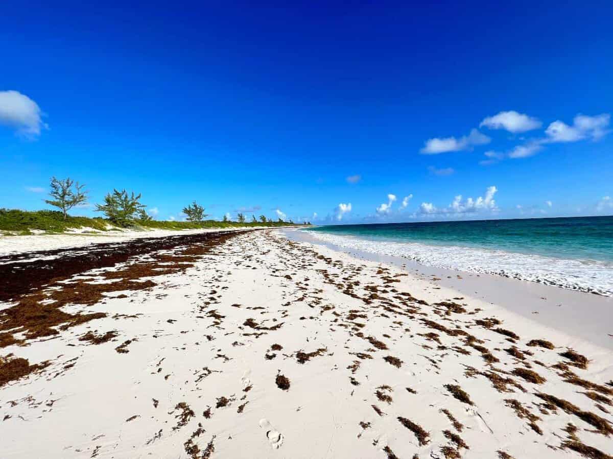 Cat Island BS