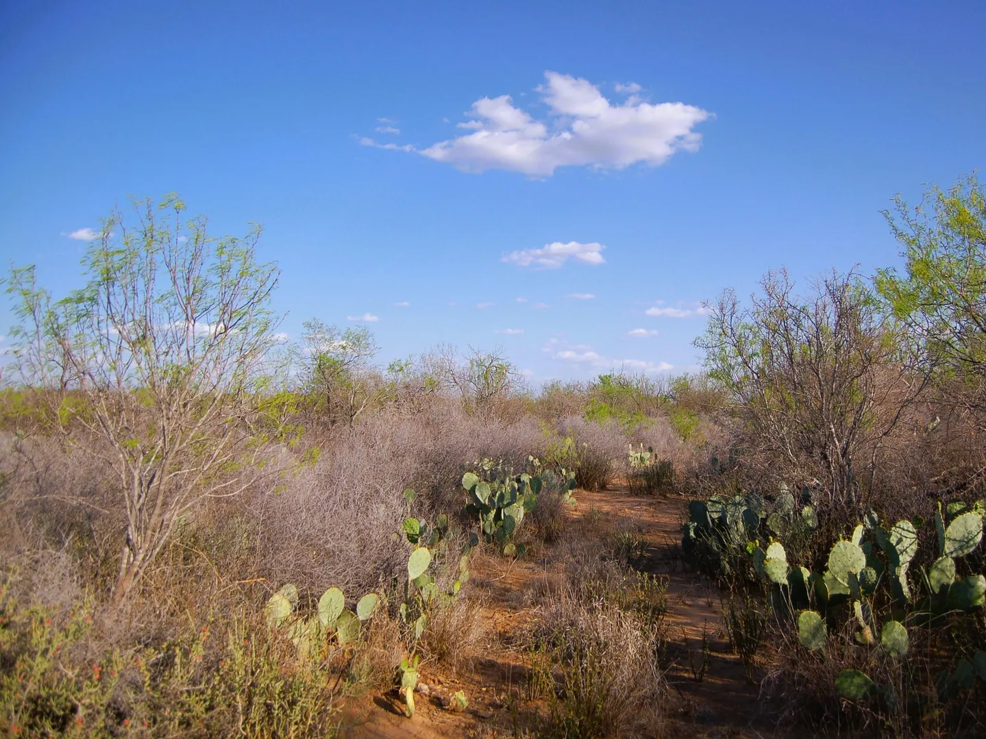 Fm 126 Carrizo Springs TX 78834
