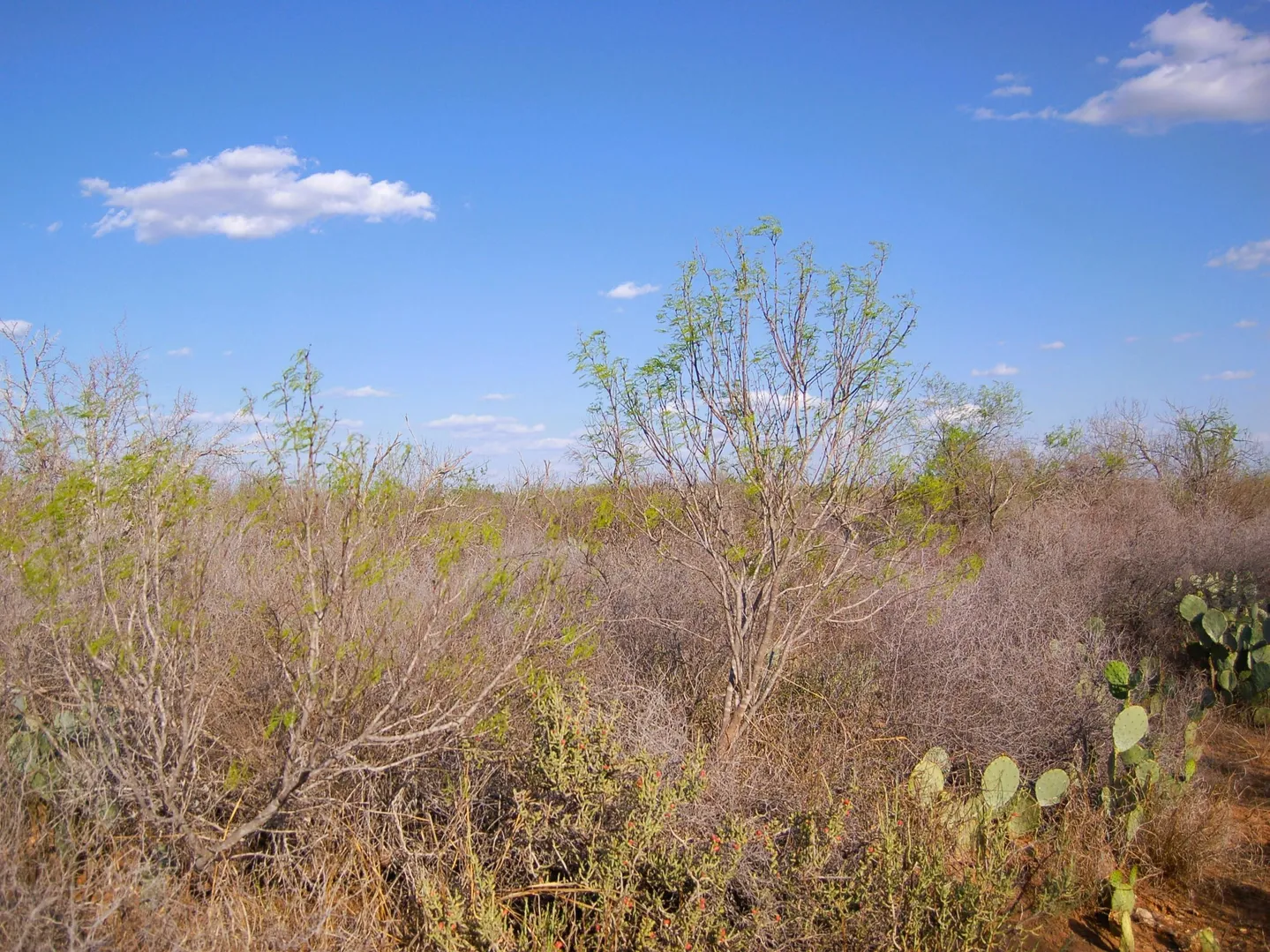 Fm 126 Carrizo Springs TX 78834