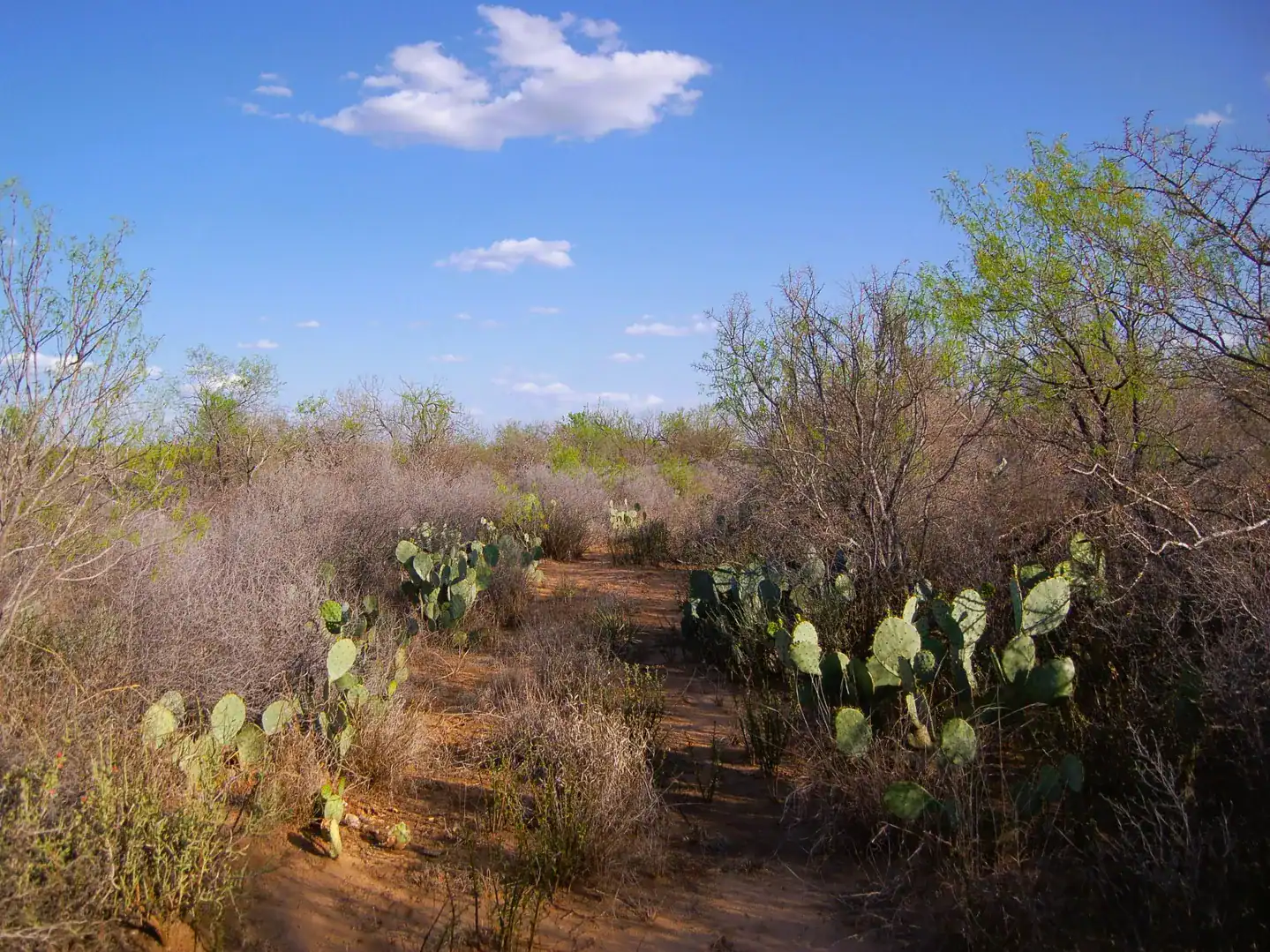Fm 126 Carrizo Springs TX 78834