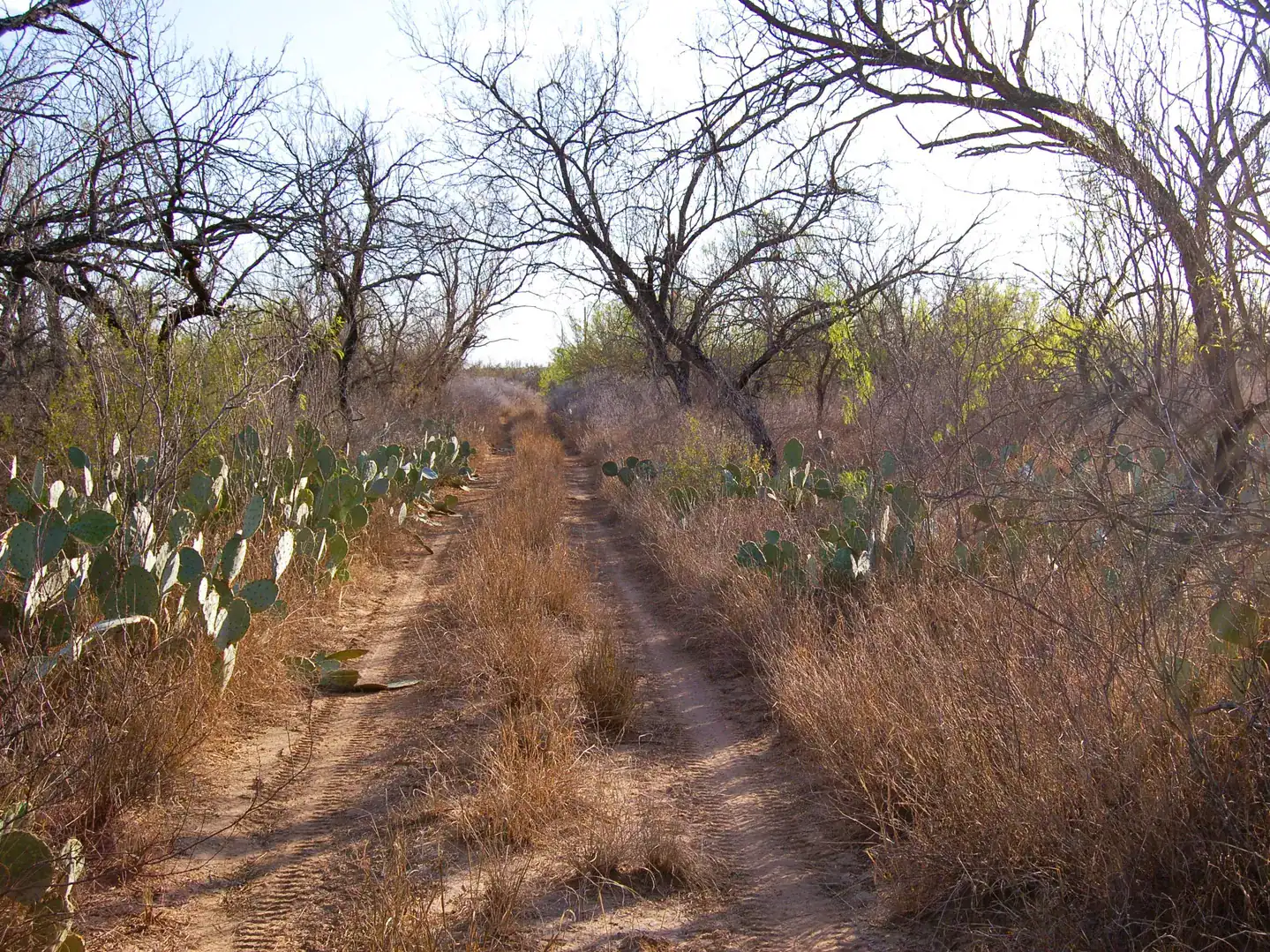 Fm 126 Carrizo Springs TX 78834