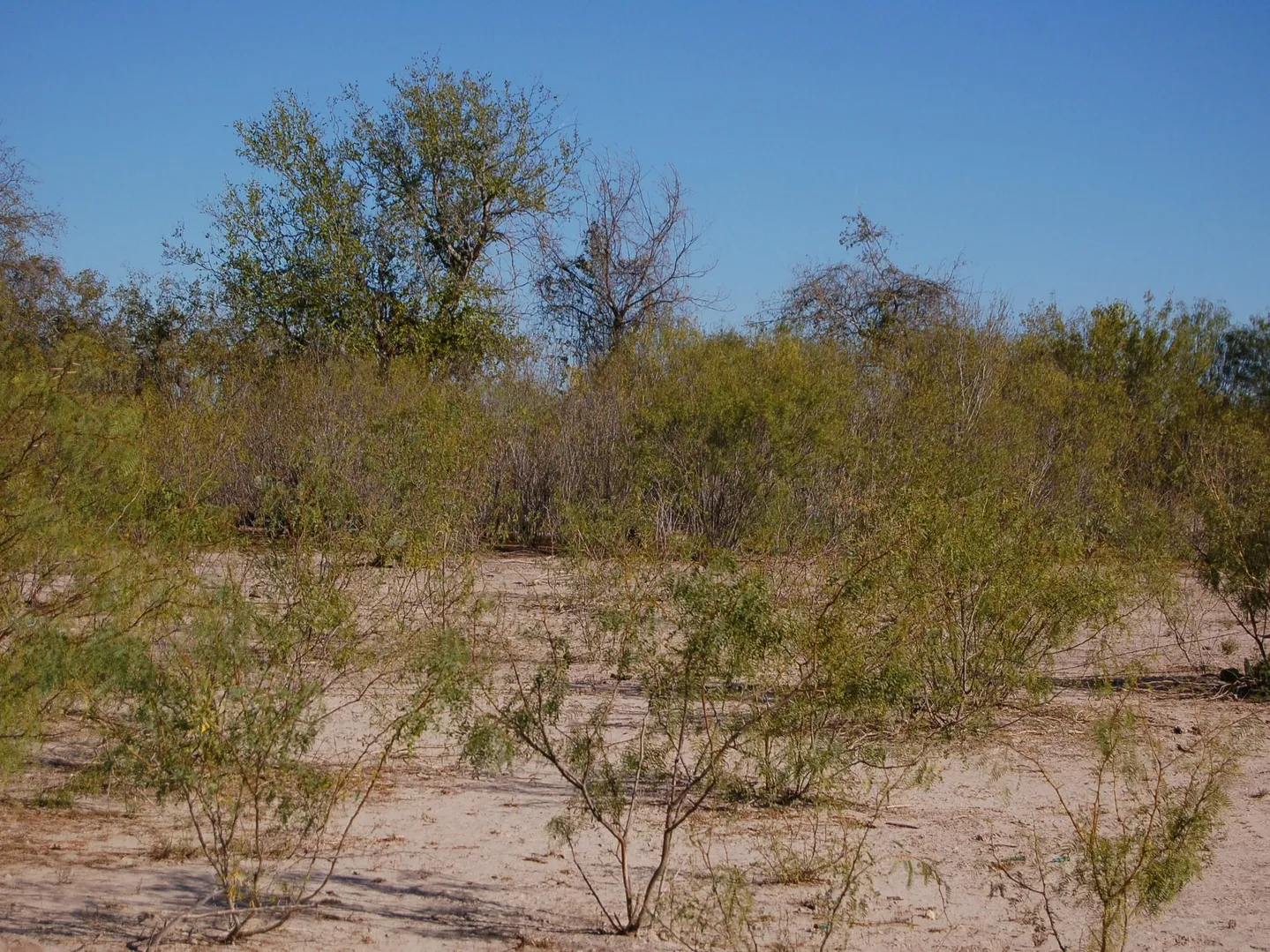 Fm 126 Carrizo Springs TX 78834
