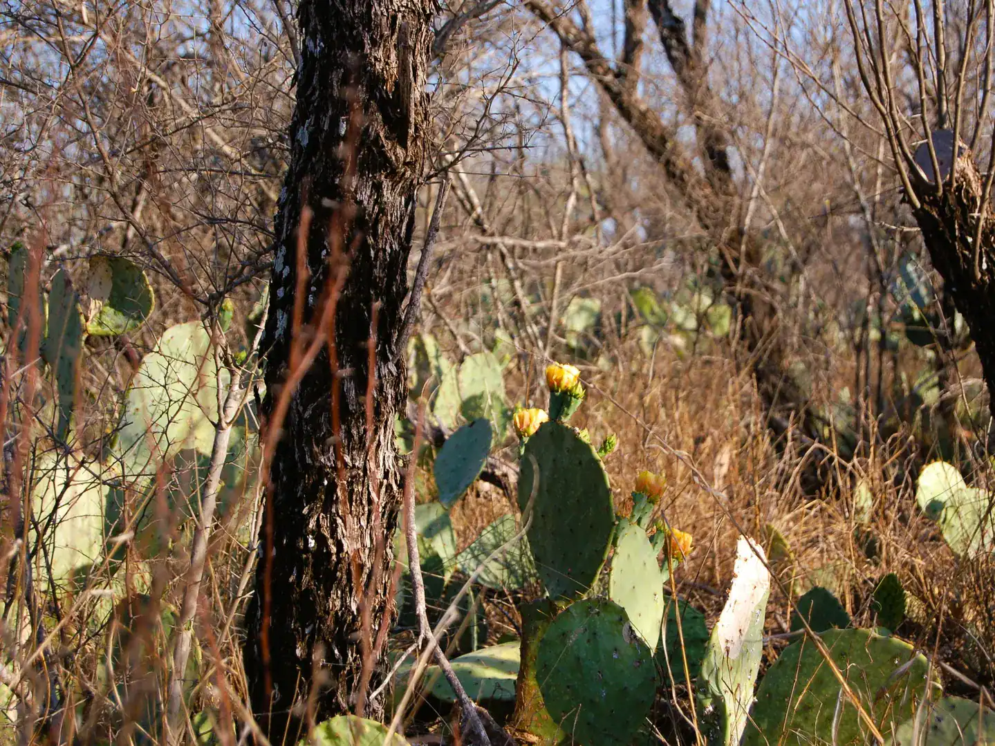 Fm 126 Carrizo Springs TX 78834