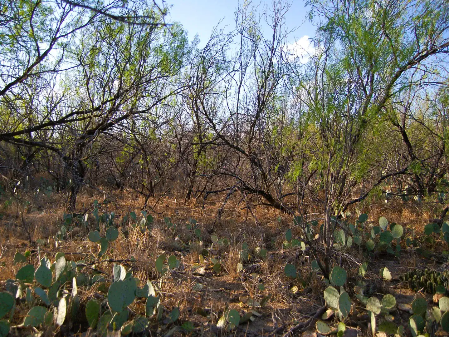 Fm 126 Carrizo Springs TX 78834