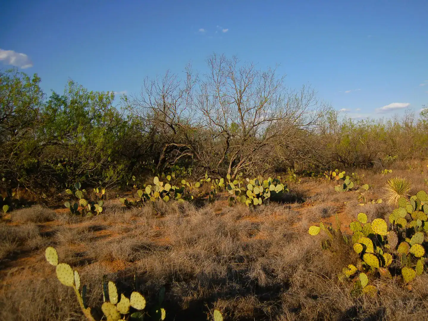 Fm 126 Carrizo Springs TX 78834