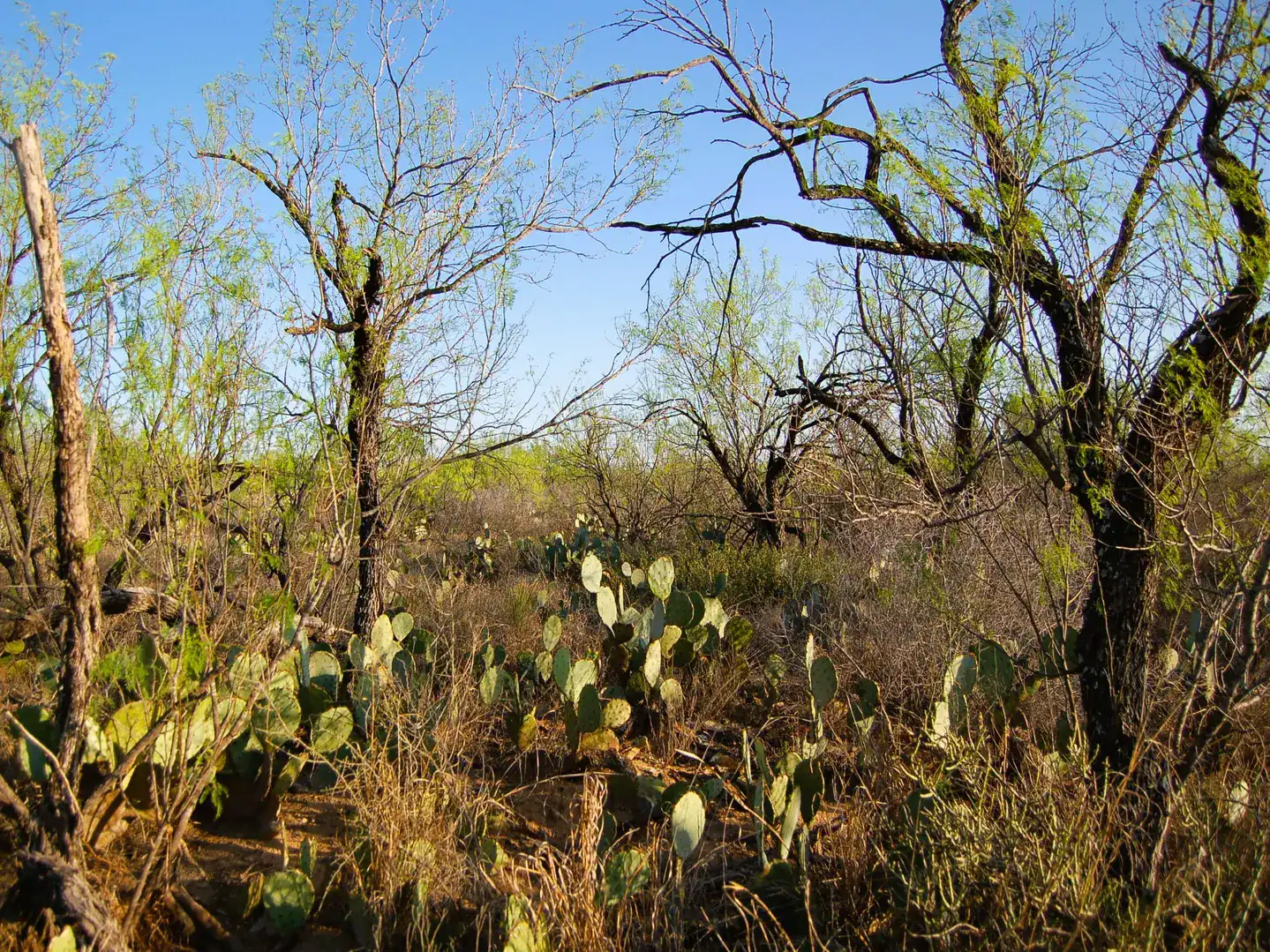 Fm 126 Carrizo Springs TX 78834