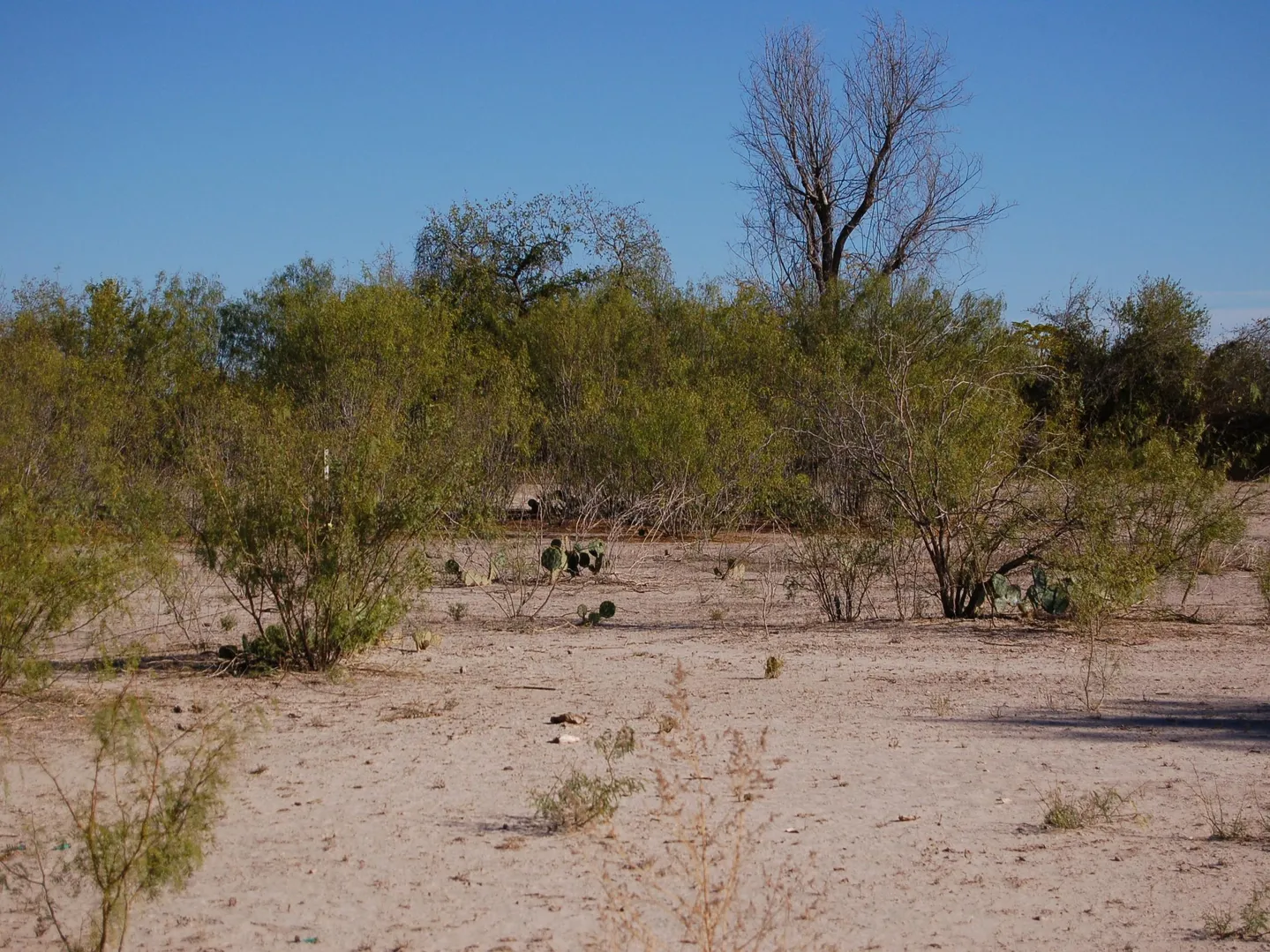 Fm 126 Carrizo Springs TX 78834