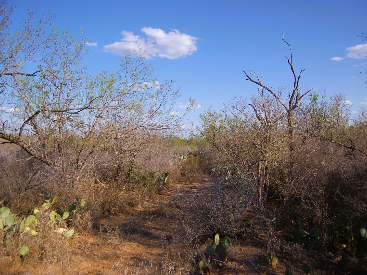 Fm 126 Carrizo Springs TX 78834