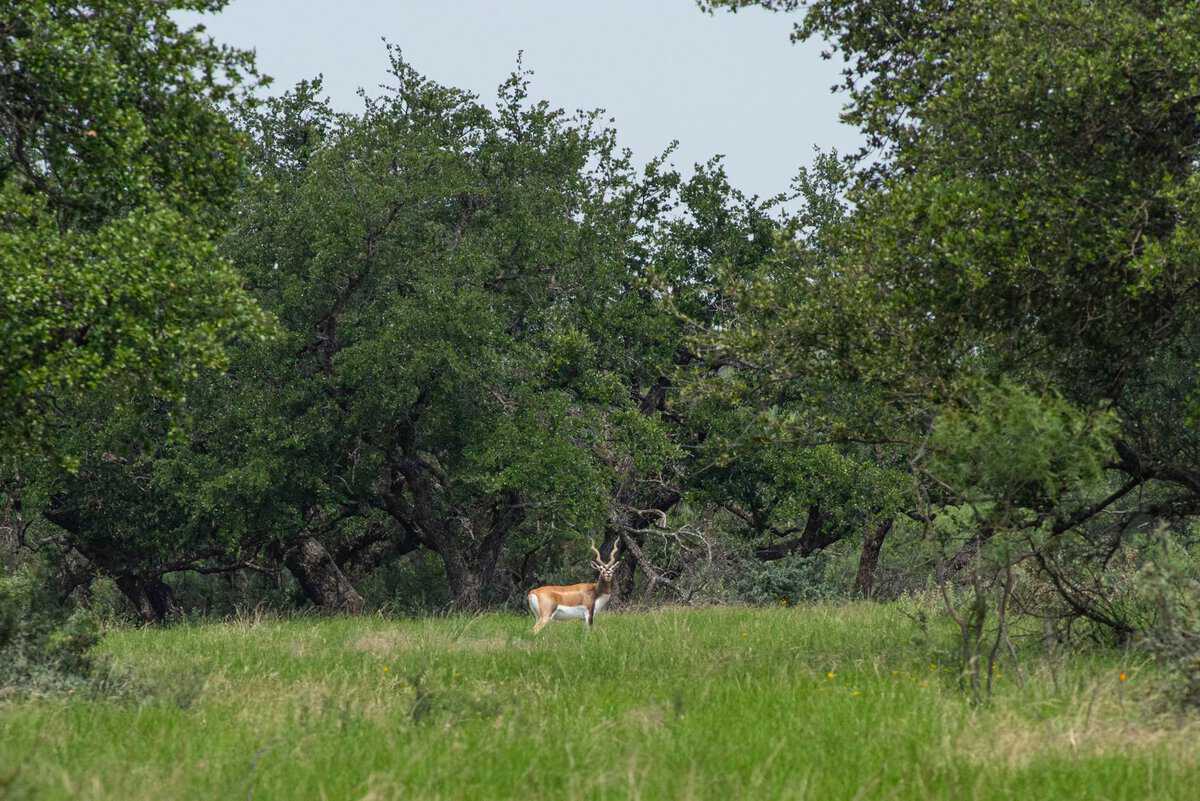 4130 Co Road 3326 Eden TX 76837
