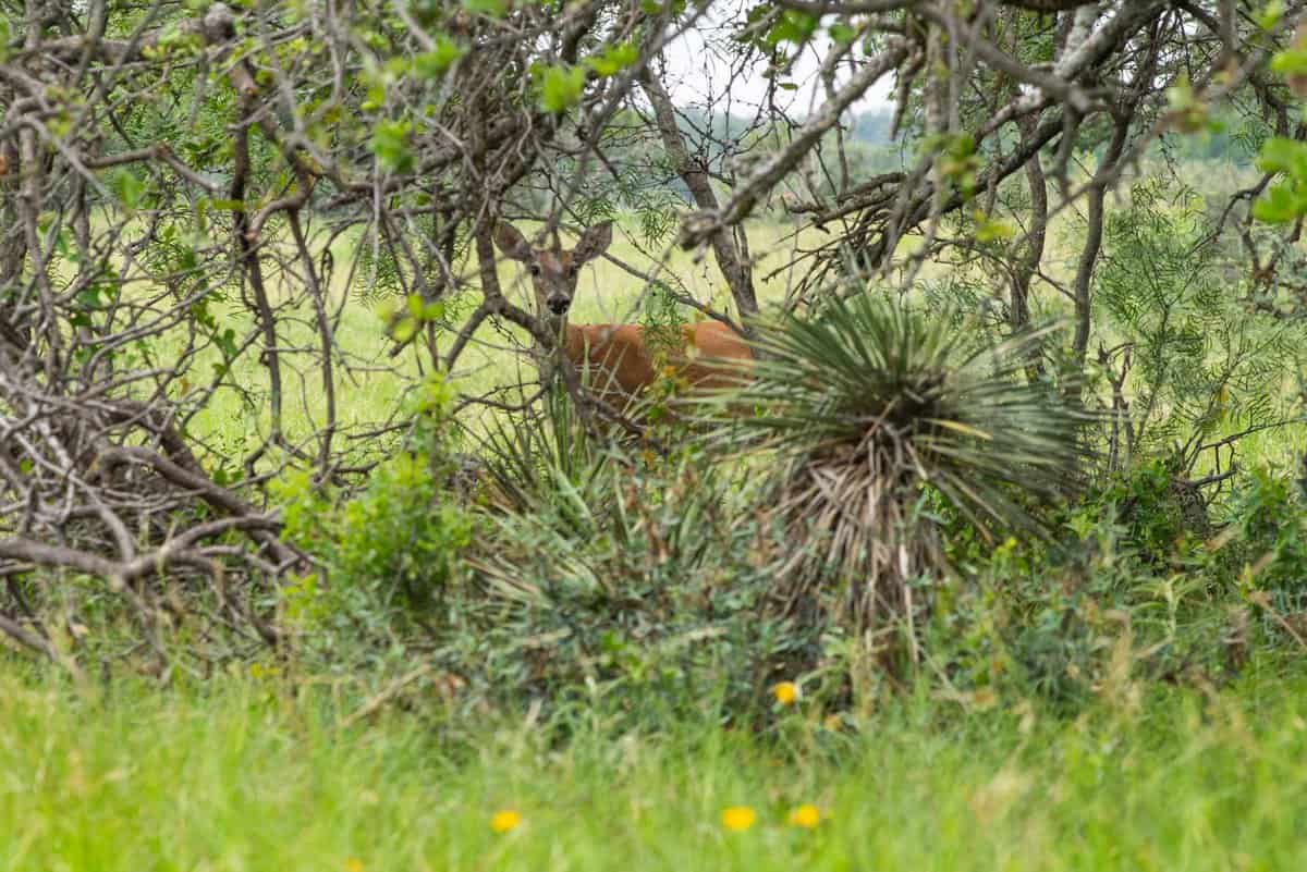 4130 Co Road 3326 Eden TX 76837