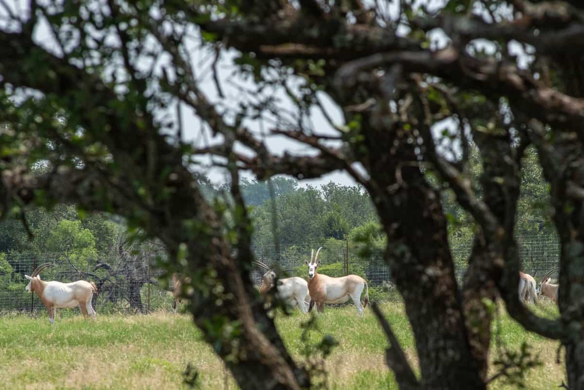 4130 Co Road 3326 Eden TX 76837