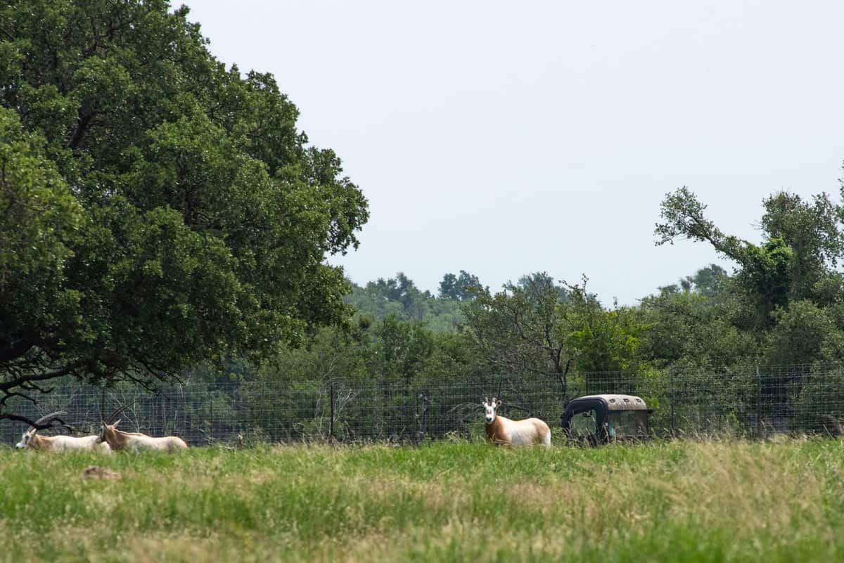 4130 Co Road 3326 Eden TX 76837
