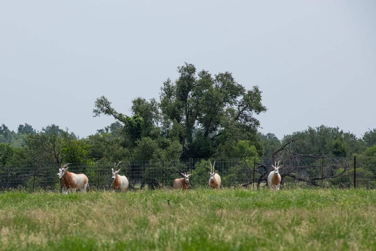 4130 Co Road 3326 Eden TX 76837
