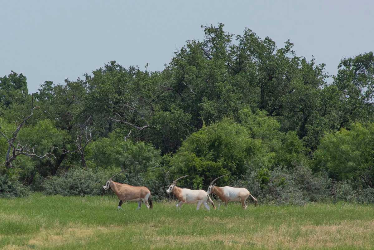 4130 Co Road 3326 Eden TX 76837