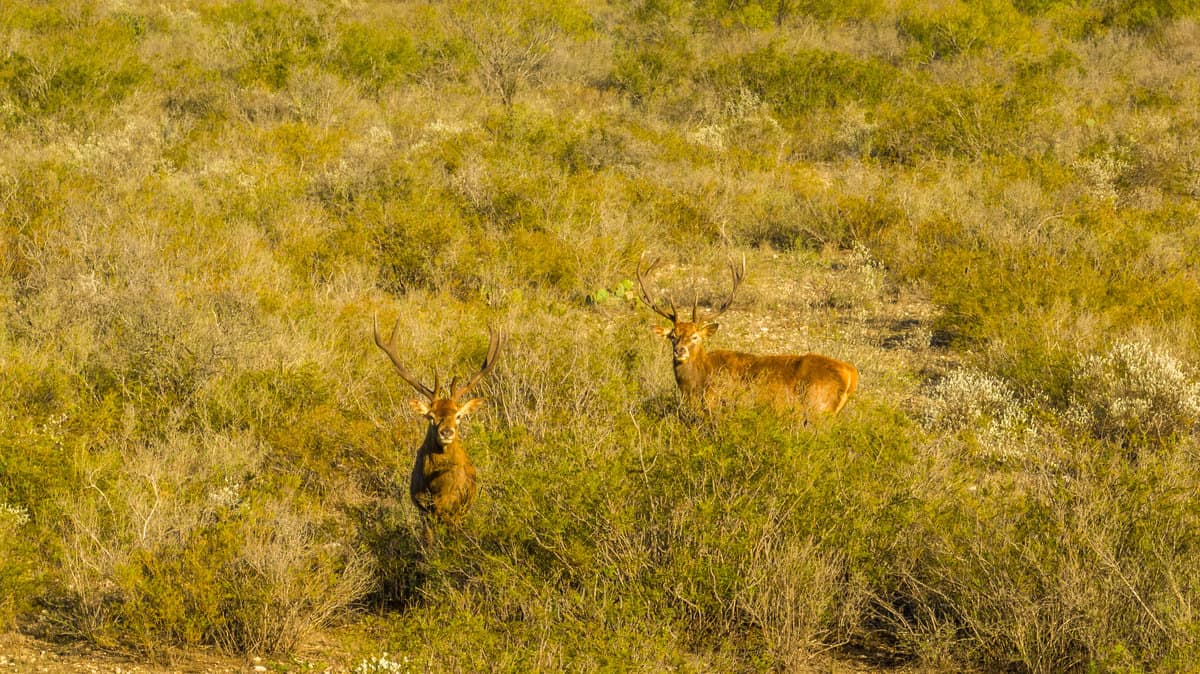 1023 U-bar Ranch Road Brackettville TX 78832