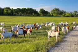 Tbd Sisterdale Road Boerne TX 78006