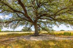2774 County Road 320 Floresville TX 78114