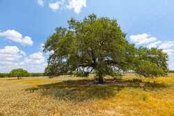 2774 County Road 320 Floresville TX 78114