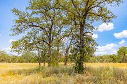 2774 County Road 320 Floresville TX 78114