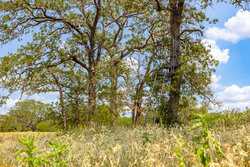 2774 County Road 320 Floresville TX 78114