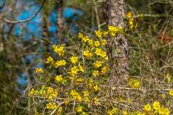 County Road 716 Buna TX 77612
