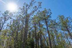 County Road 716 Buna TX 77612