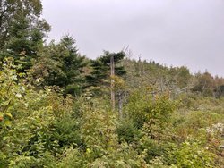 M4l19-1 Off Dixie Road Lubec ME 04652