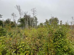 M4l19-1 Off Dixie Road Lubec ME 04652