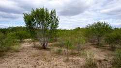 Moore TX 78057