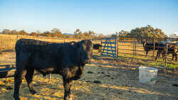 Bandera TX