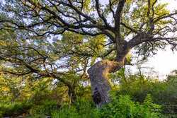 9549 Cr 277 Gillett TX 78116