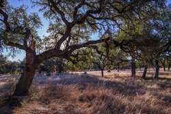 Bulverde TX