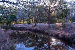 Bulverde TX