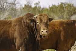 985 County Road 414 Sheffield TX 79781