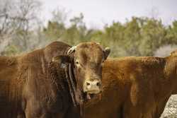 985 County Road 414 Sheffield TX 79781