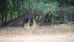 Hondo TX