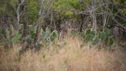 Hondo TX
