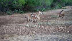 Hondo TX