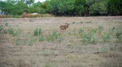 Hondo TX