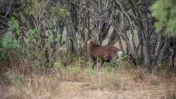 Hondo TX