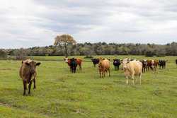 Highway 304 Rosanky TX 78953