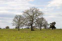 Highway 304 Rosanky TX 78953