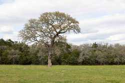 Highway 304 Rosanky TX 78953