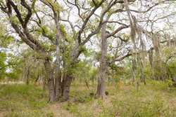 Three Rivers TX 78071