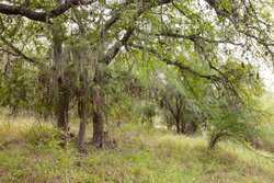 Three Rivers TX 78071